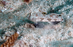 Raja Ampat 2019 - DSC08107_rc - Signal goby - Gobie a deux ocelles - Signigobius biocellatus